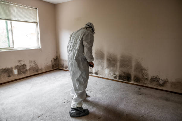 Why You Should Choose Our Mold Remediation Services in El Granada, CA